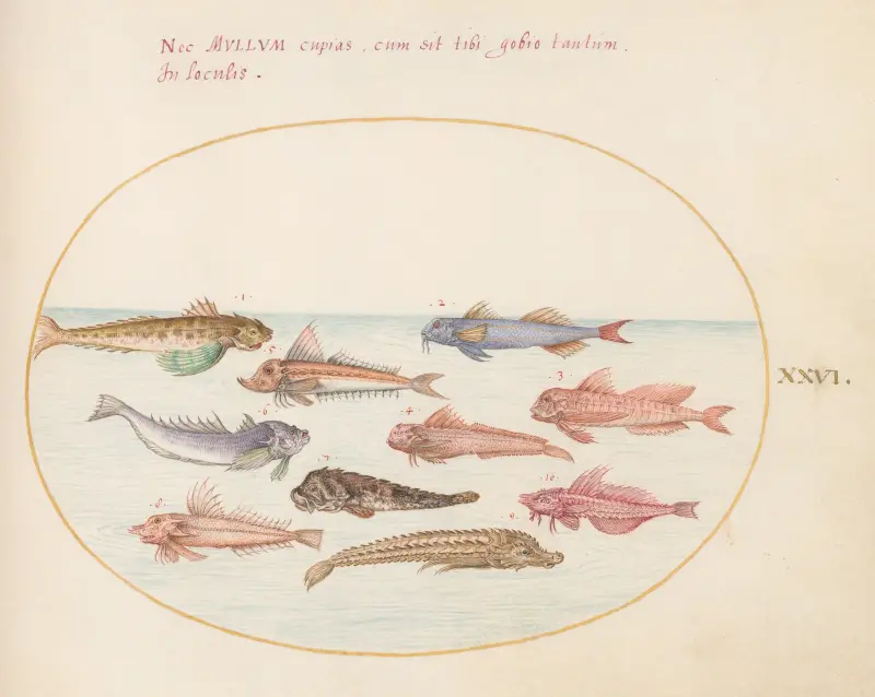 Plate 26; Gurnards, Dragonets, and Other Fish av Joris Hoefnagel