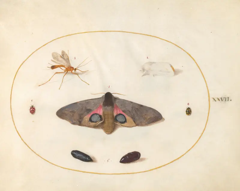 Plansch 27; En ögonfläckig svärmare, två puppor och andra insekter av Joris Hoefnagel
