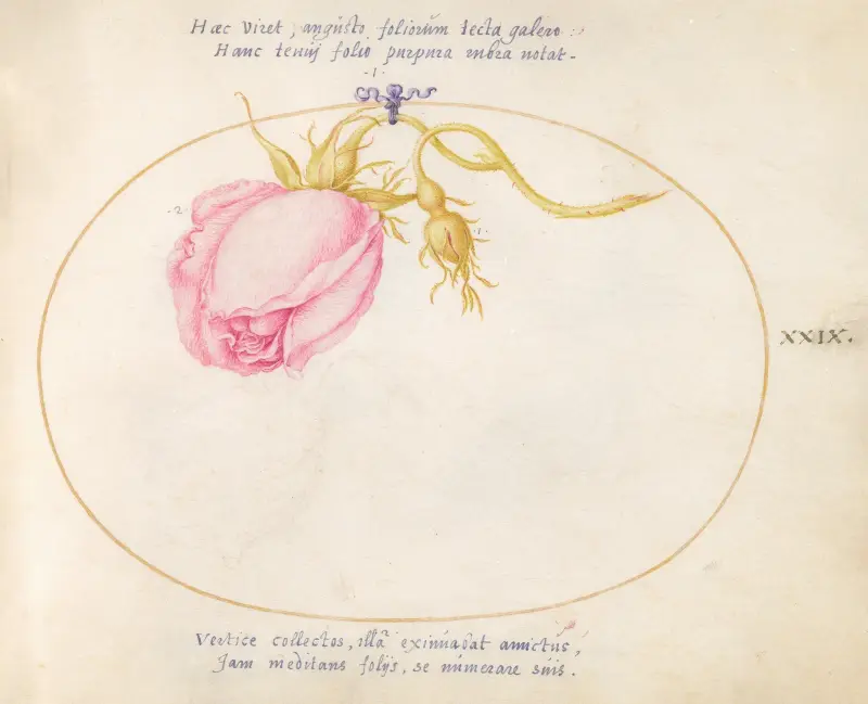 Pla 29; Rosa ros och rosenknopp av Joris Hoefnagel