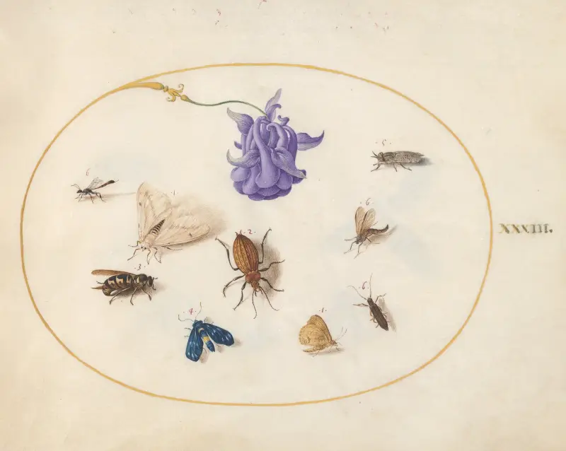 Blad 33; nattfly och fjäril med andra insekter och en akleja av Joris Hoefnagel