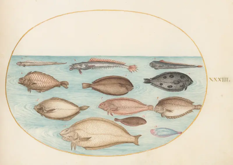 Plansch 33; Sjötunga och andra plattfiskar med bandfisk av Joris Hoefnagel