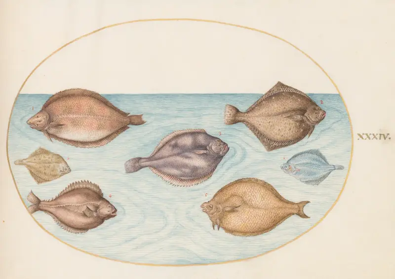 Plate 34; Seven Flatfish av Joris Hoefnagel