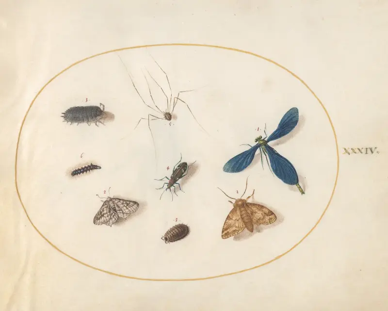 Tafel 34; Zwei Nachtfalter mit einer Spinne, einer Raupe, einer Wasserjungfer und anderen Insekten von Joris Hoefnagel