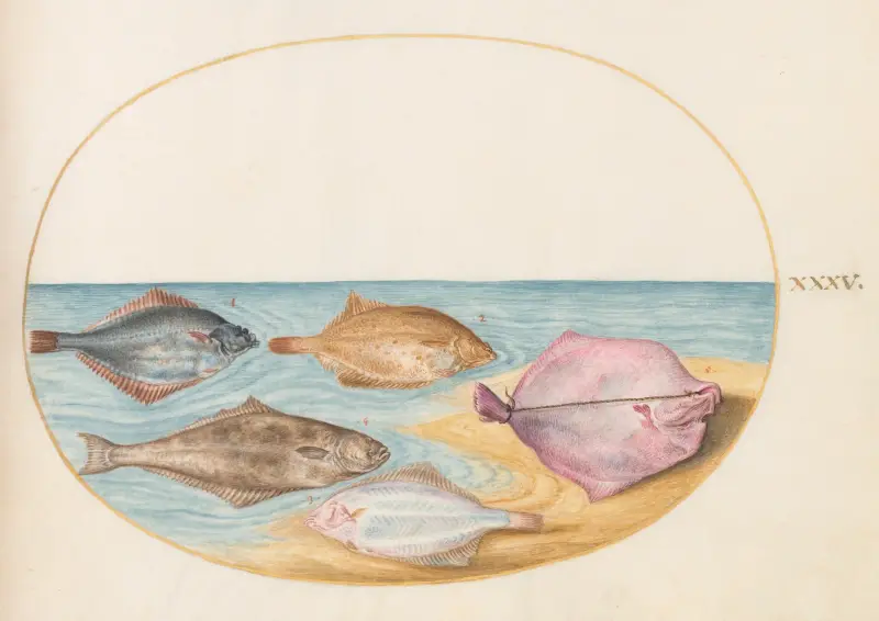 Plansch 35; Undersidorna på piggvar och andra plattfiskar av Joris Hoefnagel