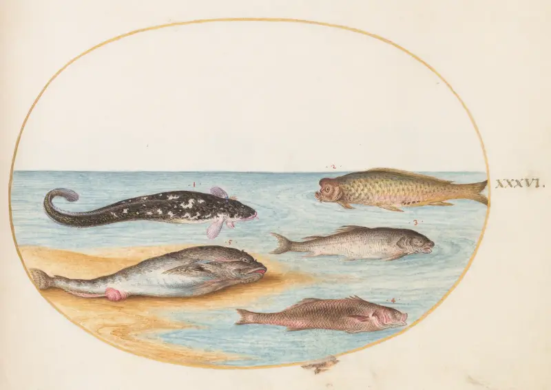 Plansch 36; Fem fiskar, inklusive karp av Joris Hoefnagel