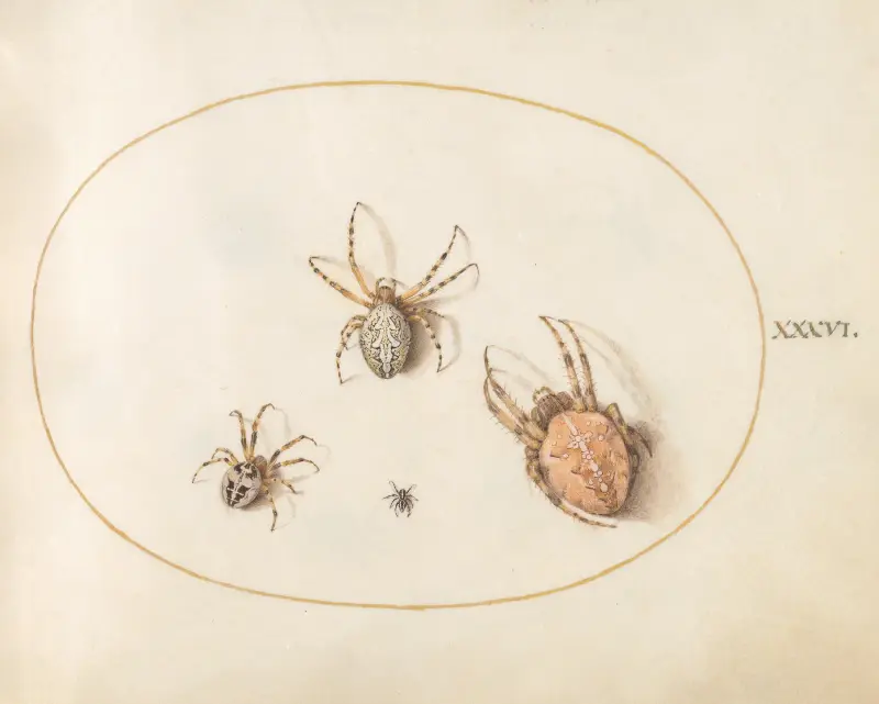 Plate 36; Three Large Spiders and One Small Spider av Joris Hoefnagel
