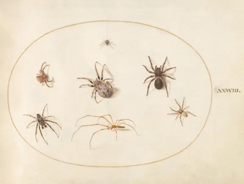 Plate 38; Seven Spiders av Joris Hoefnagel