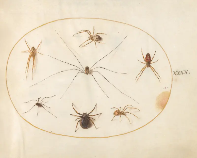 Plate 40; Eight Spiders, Including a Cross Spider, with an Egg Sac av Joris Hoefnagel