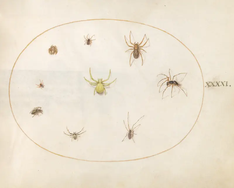 Plate 41; Yellow Spider Surrounded by Eight Spiders av Joris Hoefnagel