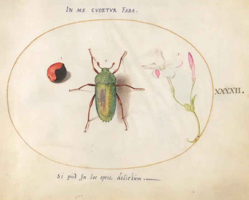 Plate 42; Jewel Beetle with a Rosary Pea and a Flower (Oleander) av Joris Hoefnagel
