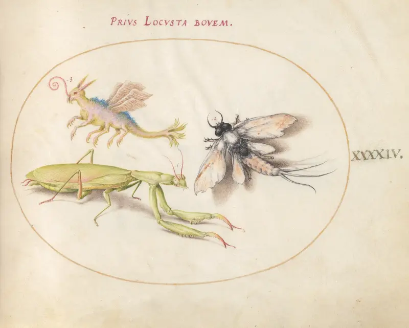 Plate 44; Mantis, Mayfly, and a Fictional Locust av Joris Hoefnagel