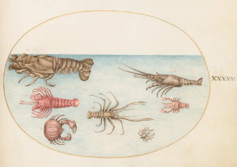 Plansch 45; Hummer, sjöskorpion och andra kräftdjur av Joris Hoefnagel