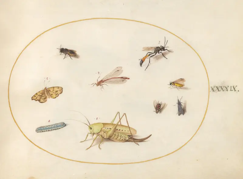 Plate 49; A Grasshopper, a Caterpillar, a Butterfly, a Moth, and Other Insects av Joris Hoefnagel