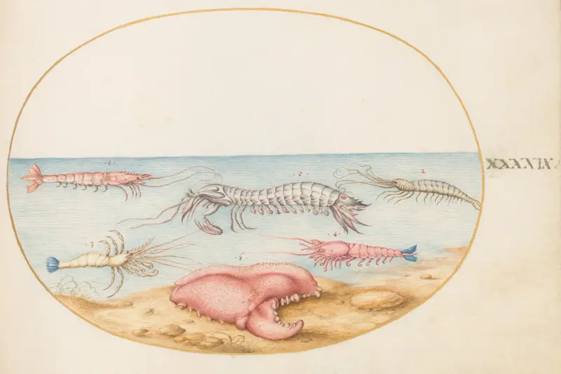 Blad 49; Mantisräka och klon av en europeisk kräfta av Joris Hoefnagel