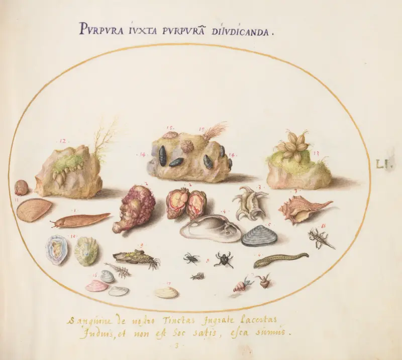 Plate 51; Murex Mollusks, Shells, Hermit Crabs, a Slug, Insects, and Other Sea Life av Joris Hoefnagel