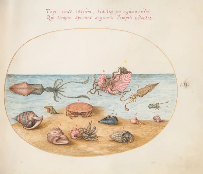 Plate 52; An Argonaut, Squid, Hermit Crabs, Shells, and a Crab av Joris Hoefnagel