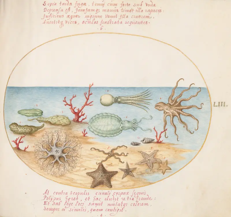Plate 53; Sea Cucumbers, Coral, Octopus, Starfish, Squid, and Other Sea Creatures av Joris Hoefnagel