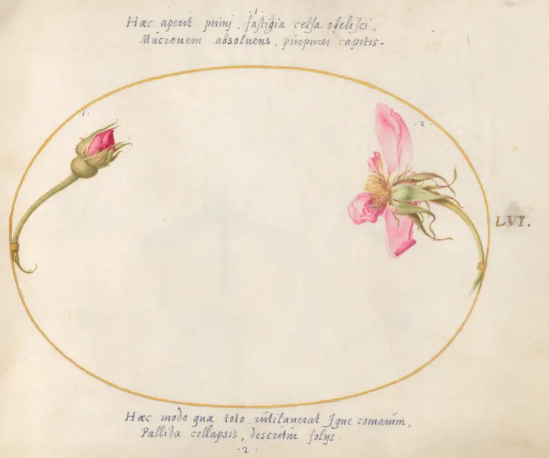 Blad 56; En rosenknopp och en sönderfallande rosa ros av Joris Hoefnagel
