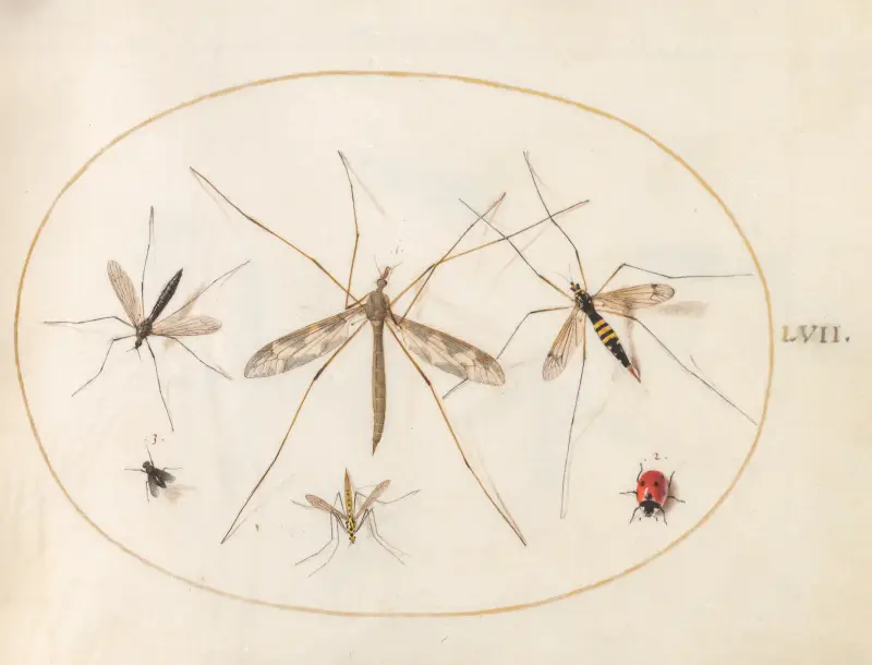Blad 57; en nyckelpiga, en fluga och fyra andra insekter av Joris Hoefnagel