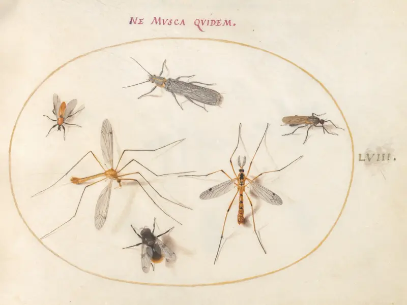 Plansch 58; Ett bi och fem andra insekter av Joris Hoefnagel