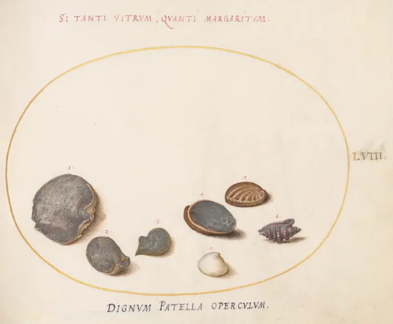 Plansch 58; Snäckor, inklusive havabalone av Joris Hoefnagel