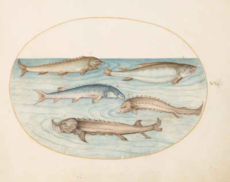 Plate 6; Five Catfish and Sturgeon av Joris Hoefnagel