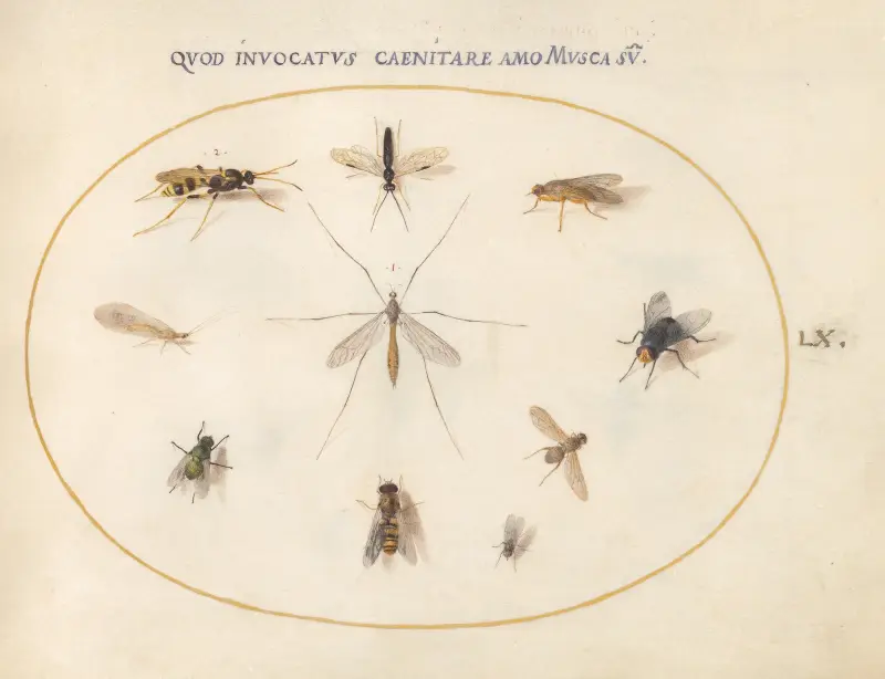 Plansch 60; Flugor och andra insekter av Joris Hoefnagel
