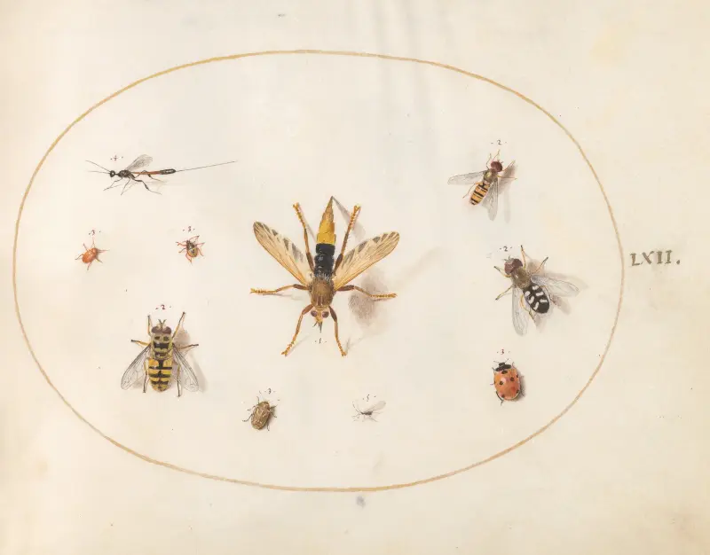 Plansch 62; Tio insekter av Joris Hoefnagel