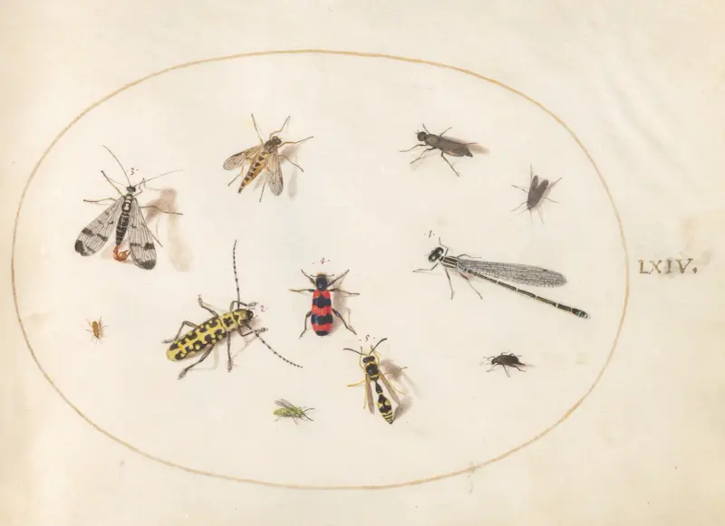 Elva insekter, bland annat en trollslända och en långhorning av Joris Hoefnagel