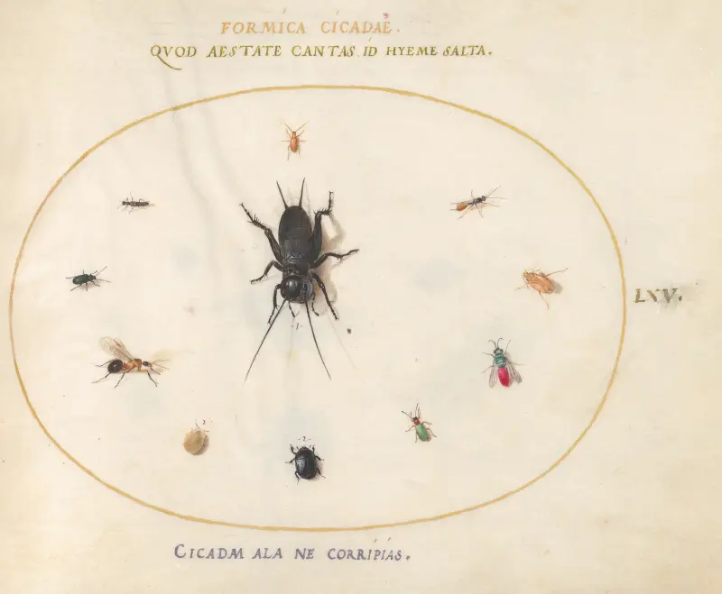 Blad 65; En syrsa omgiven av insekter, bland annat en rubinstjärtad geting av Joris Hoefnagel