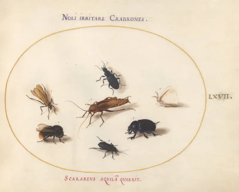 Plansch 67; sju insekter, bland annat en vit fjäril och ett bi av Joris Hoefnagel