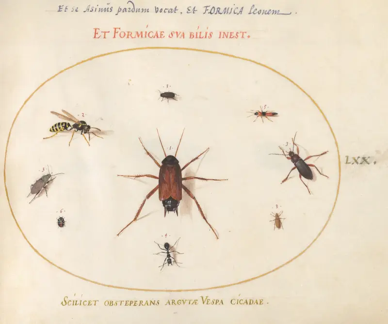 Tavla 70; En kackerlacka omgiven av insekter av Joris Hoefnagel