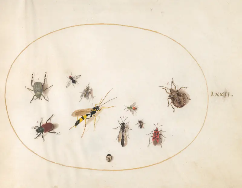 Plansch 72; Sköldbagge, kanelbagge, geting och andra insekter av Joris Hoefnagel