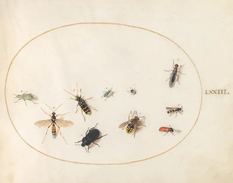 Tavla 73; Tio insekter av Joris Hoefnagel