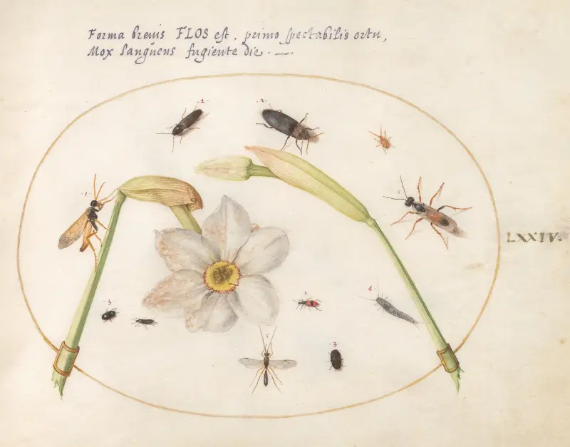 Plate 74; Insects with White Daffodils av Joris Hoefnagel