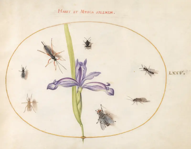 Blad 75; En fluga och andra insekter med en iris av Joris Hoefnagel