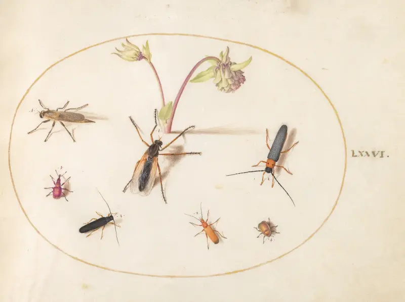 Plate 76; Insects with a Pink and Cream Columbine av Joris Hoefnagel