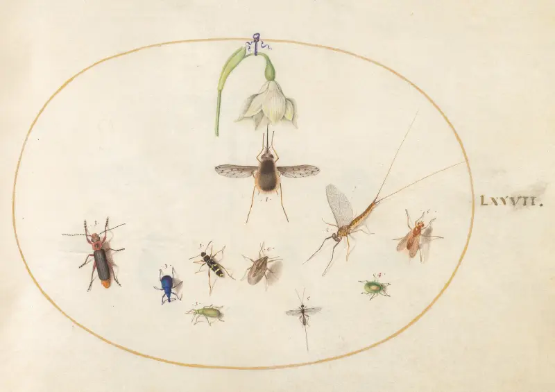 Plate 77; Dotted Bee Fly with a White Flower, a Mayfly, a Blue Weevil, and Other Insects av Joris Hoefnagel