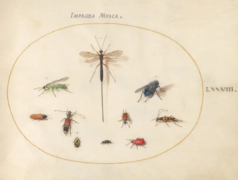 Plansch 78; tio insekter, inklusive en blå fluga av Joris Hoefnagel