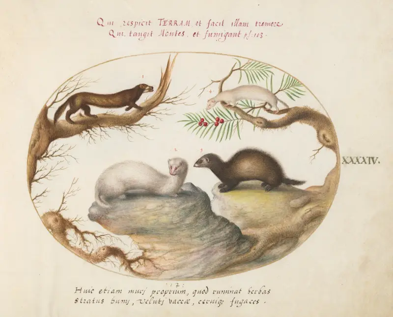 Polecat, Mink, and Ermine av Joris Hoefnagel