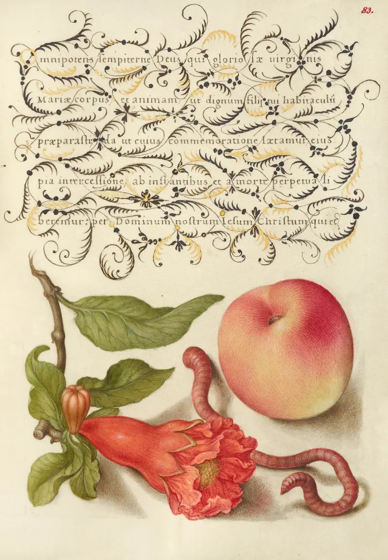 Granatäpple, mask och persika av Joris Hoefnagel
