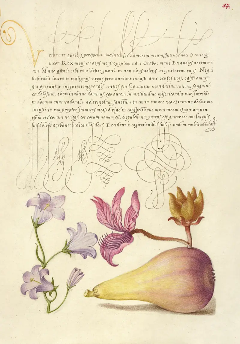 Rampion, Dittany, and Pear av Joris Hoefnagel