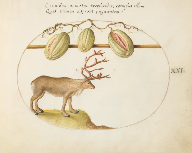 Reindeer with Melons av Joris Hoefnagel