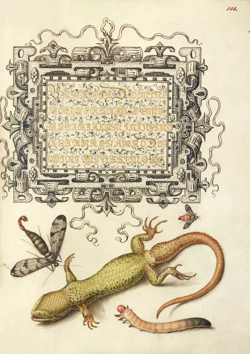 Scorpionfly, Insect, Lizard, and Insect Larva av Joris Hoefnagel