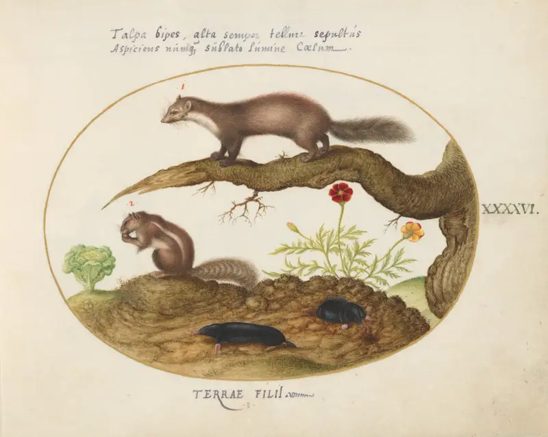 Stone Marten, Chipmunk, and Moles with a Marigold and Lettuce av Joris Hoefnagel