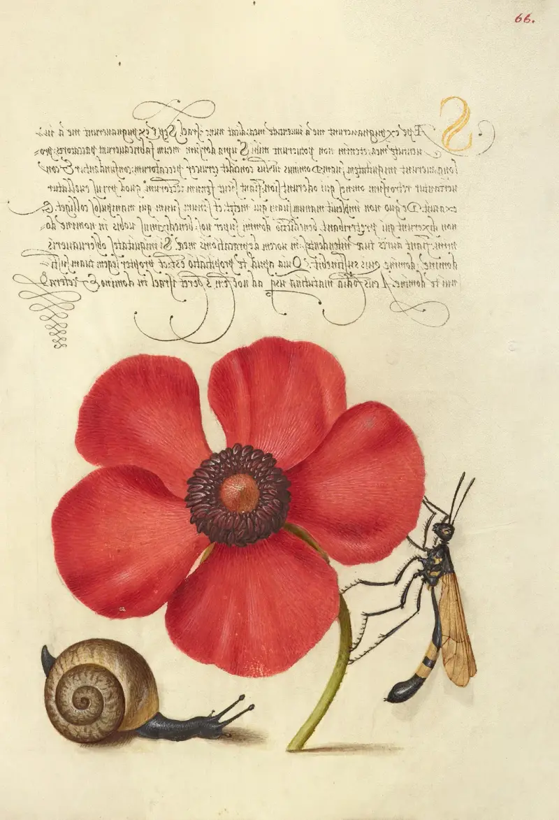 Landmollusk, vallmoanemon och harkrank av Joris Hoefnagel