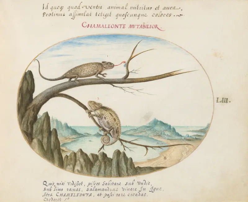 Two Common or Mediterranean Chameleons above San Sebastián, Spain av Joris Hoefnagel