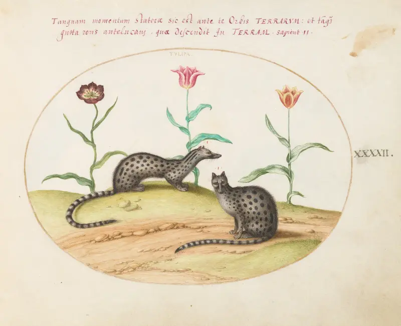 Two Genets or Civet Cats with Tulips av Joris Hoefnagel