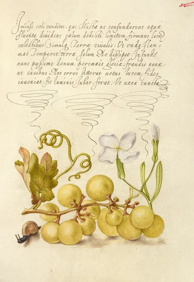Vindruva, gillyflower och landsnigel av Joris Hoefnagel