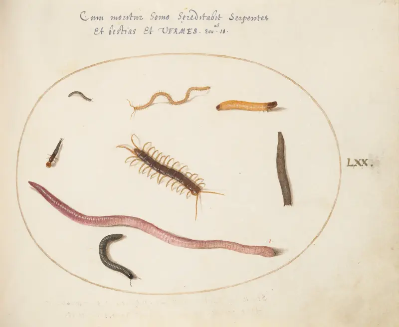 Worm, Centipede, Millipede, and Other Long Creatures av Joris Hoefnagel